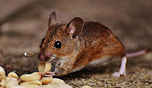 24 Hour & Emergency Exterminators in Fall River, MA